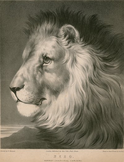 ライオンのネロ、サリー動物園、ロンドン 作： ウィリアム・バロー